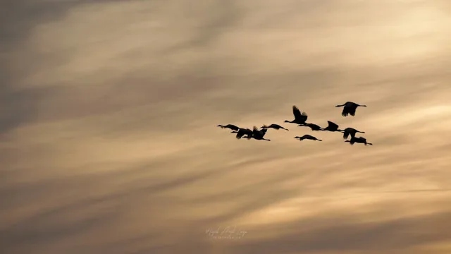 Portada de Ocaso en Gallocanta. (Cranes planed over the red sunset)