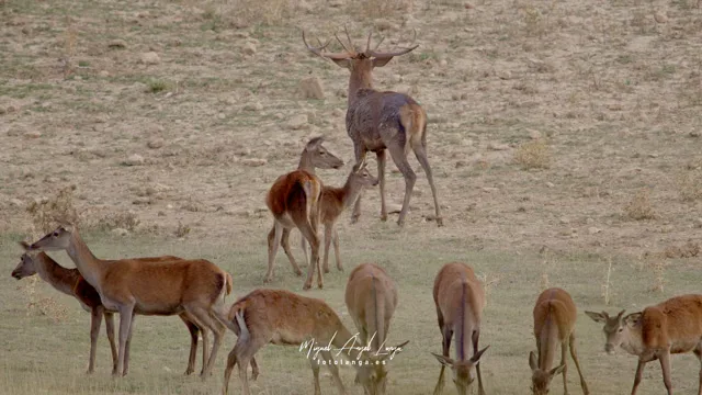Portada de Berrea